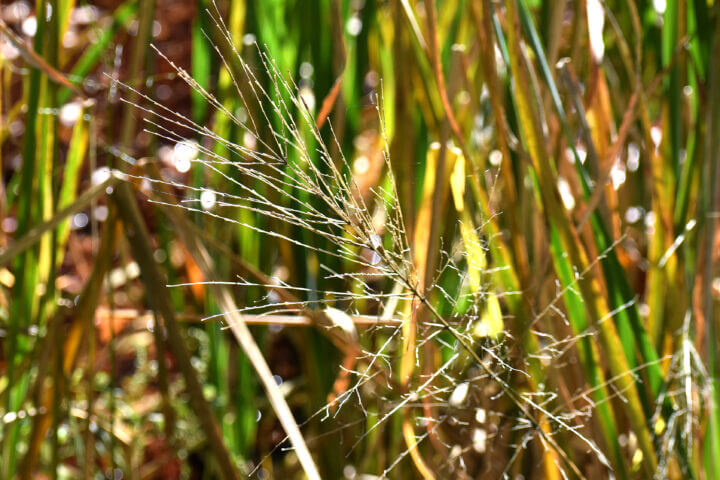 Wild Rice Closeup